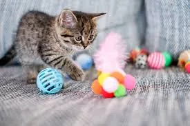 How to Choose the Right Toys for Your Cat