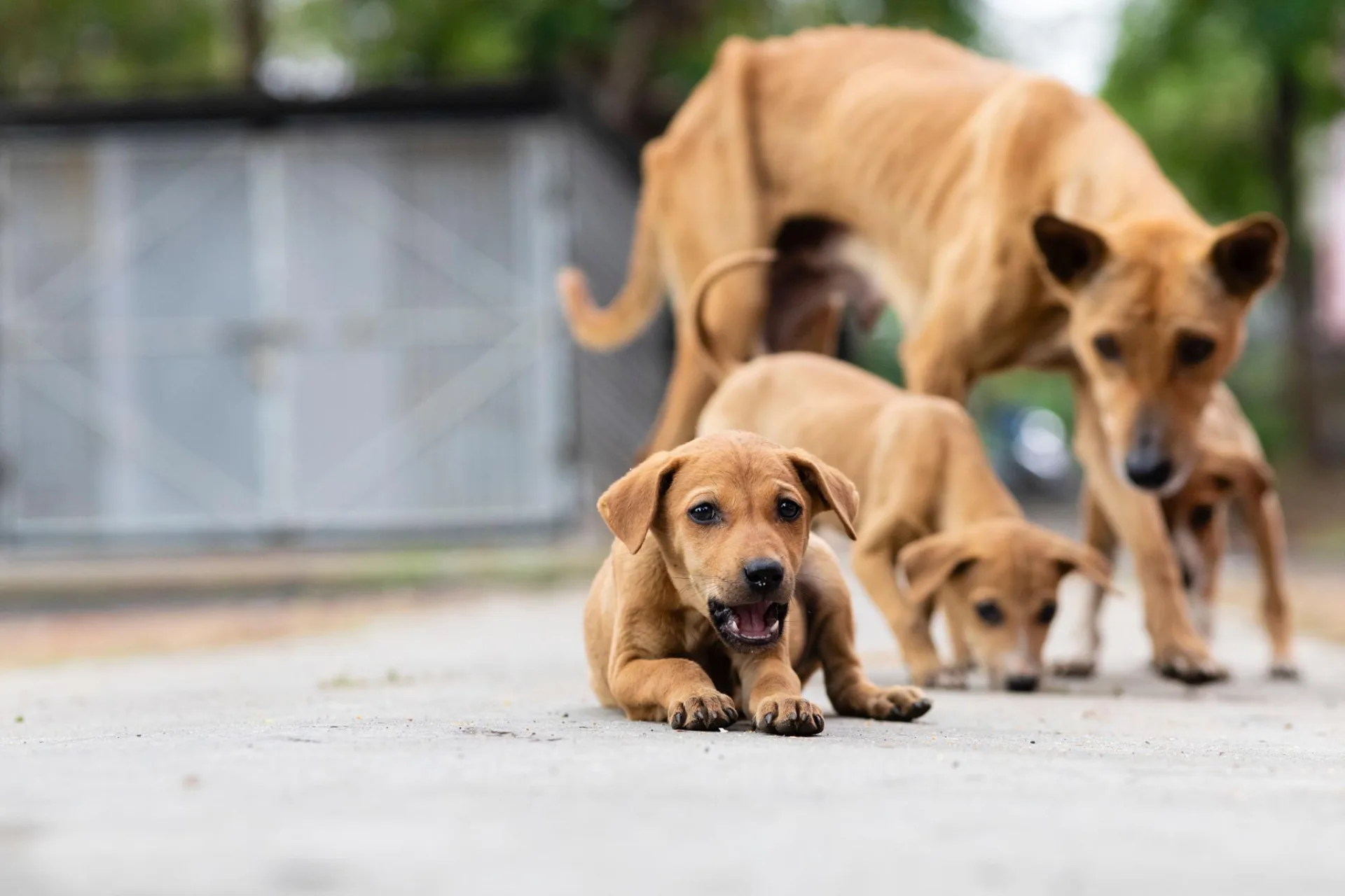 What India's Street Dogs Can Teach Us About Happier Pets: Lessons from Our Desi Paws 🐾