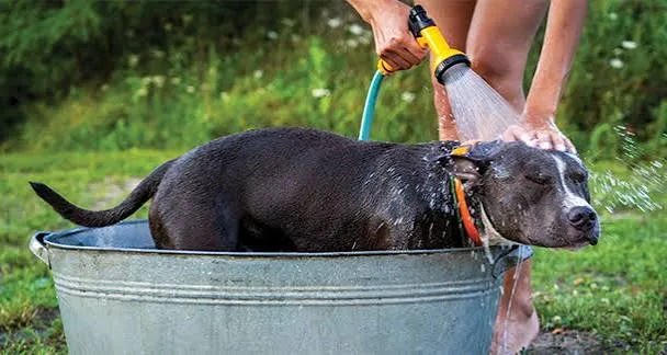 Summer Care Guide: Keeping Your Pet Cool and Safe